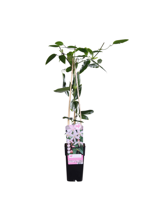 Clématite à petites fleurs 'Apple Blossom'