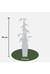 Clématite à petites fleurs Fragrant Spring