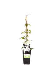 Clematis à petites fleurs Grandiflora