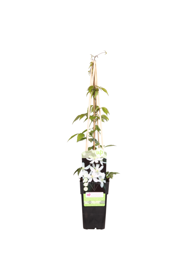 Clematis à petites fleurs Grandiflora