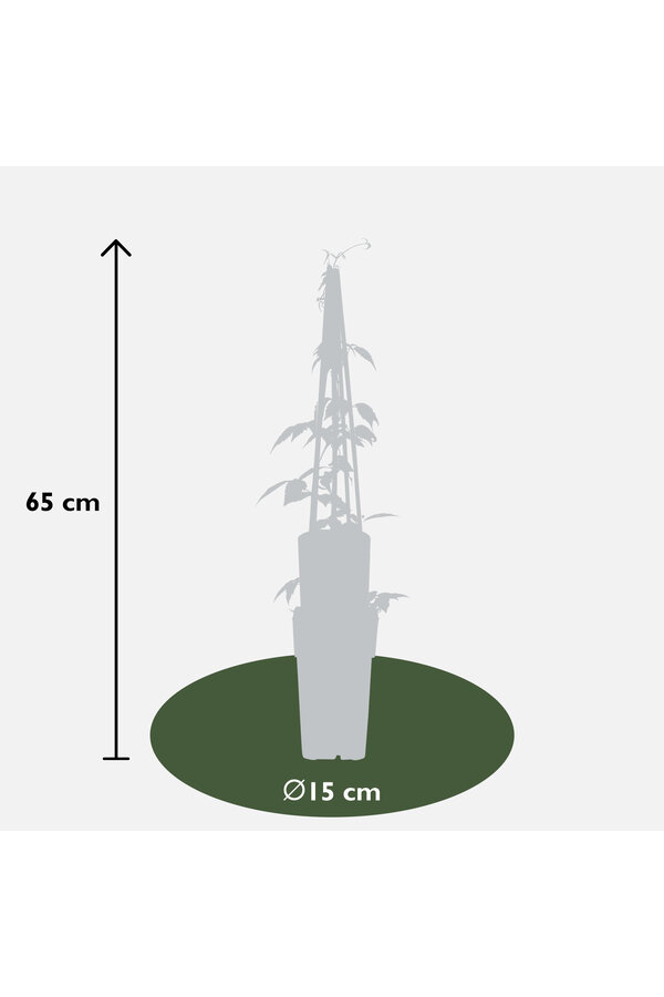 Clematis à petites fleurs Grandiflora