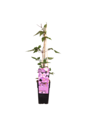 Clématite à petites fleurs Rubens