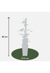 Clématite à petites fleurs Rubens