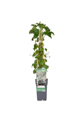 Hortensia grimpant Petiolaris