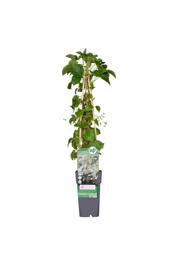 Klimhortensia Petiolaris