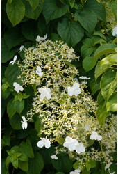 Hortensia grimpant Petiolaris