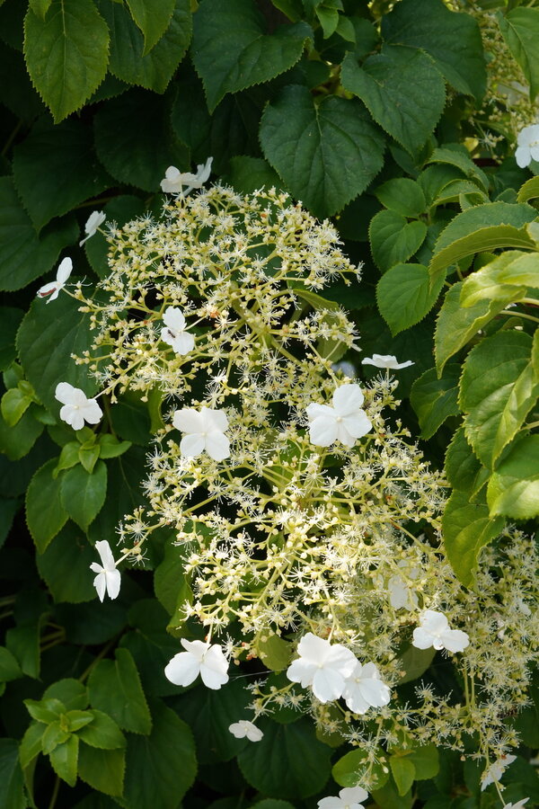 Klimhortensia Petiolaris