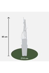 Hortensia grimpant Petiolaris