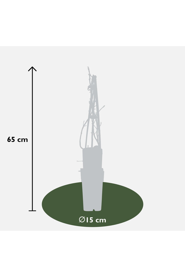 Hortensia grimpant Petiolaris