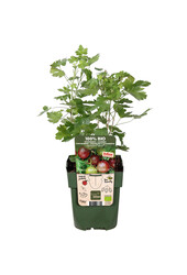 Groseillier à maquereau Lady Late