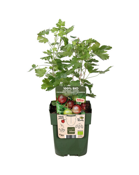 Ribes Groseillier à maquereau