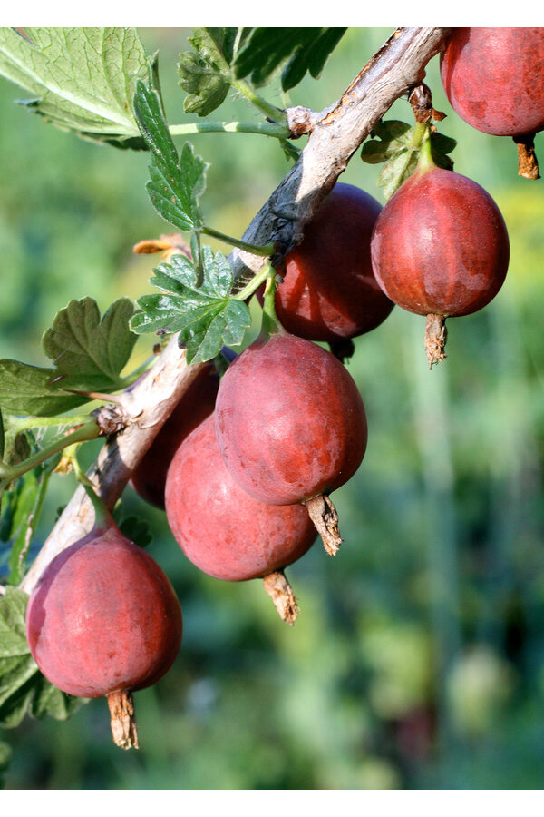 Groseillier à maquereau Lady Late