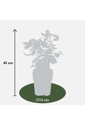 Groseillier à maquereau Lady Late