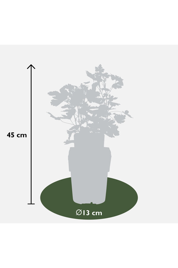 Groseillier à maquereau Lady Late