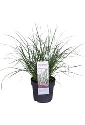 Herbe aux écouvillons Hameln