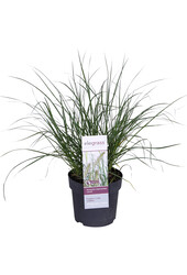 Lampenpoetersgras Hameln