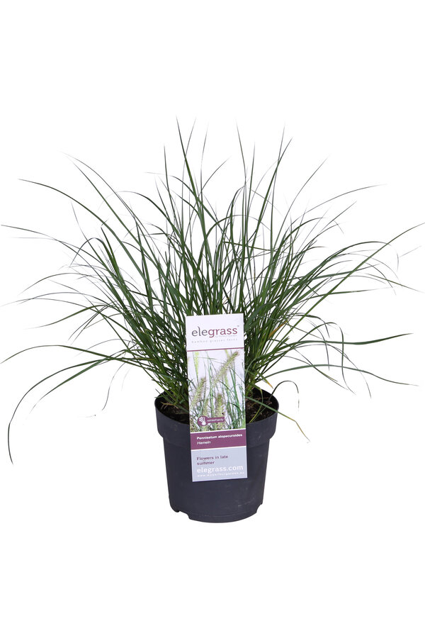 Herbe aux écouvillons Hameln