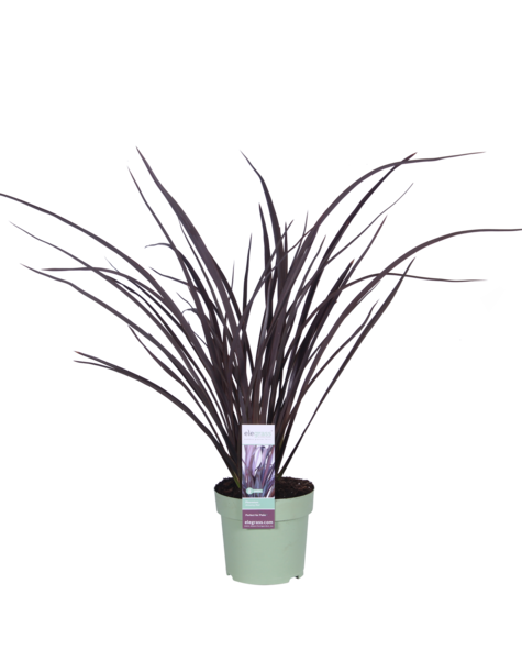 Phormium Lin de Nouvelle-Zélande