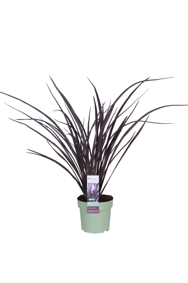 Phormium Lin de Nouvelle-Zélande Rubra Nana