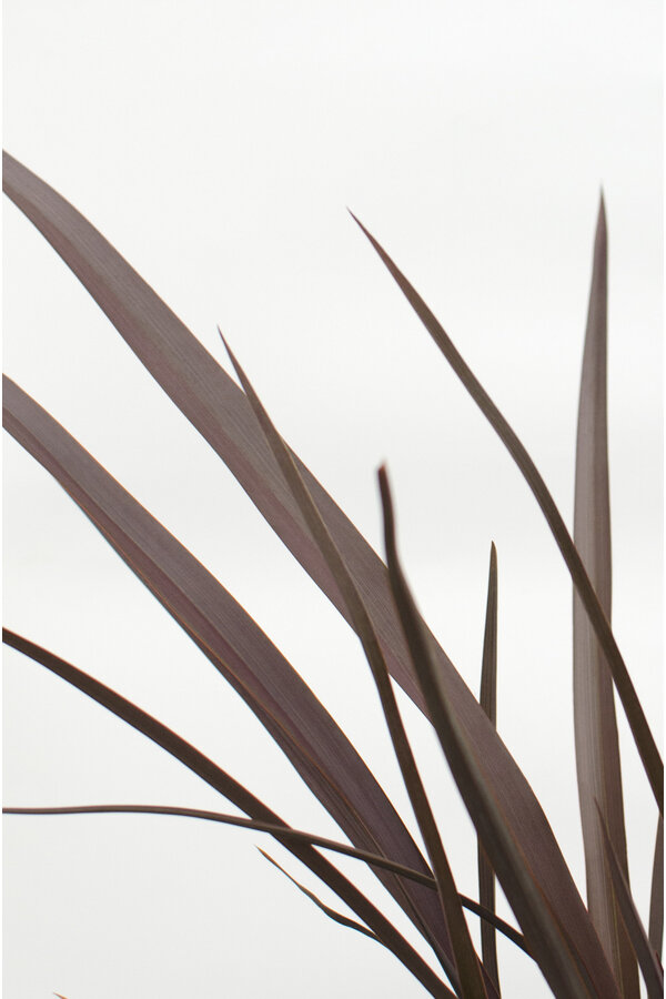 Phormium Lin de Nouvelle-Zélande Rubra Nana