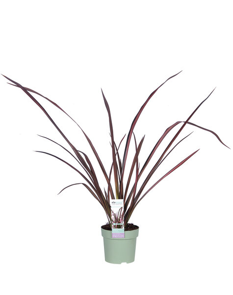 Phormium Lin de Nouvelle-Zélande