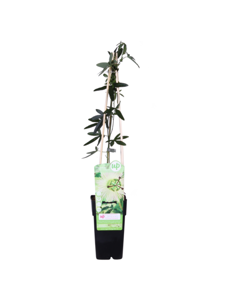 Plante grimpante Passiflore