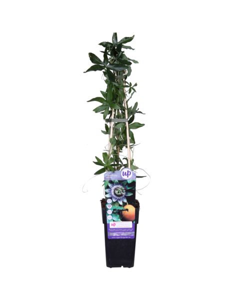 Klimplant Passiebloem