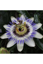 Passiebloem Caerulea