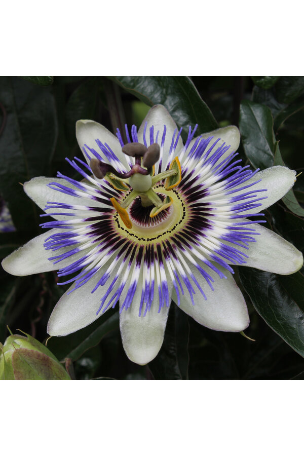 Passiebloem Caerulea