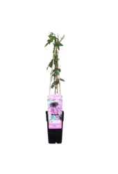 Passiebloem Purple Haze