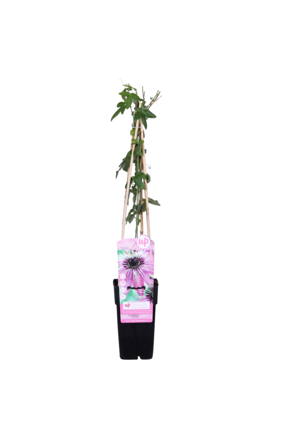Passiebloem Purple Haze