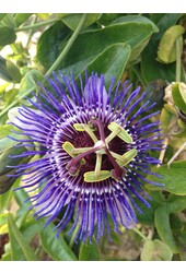 Passiebloem Purple Haze
