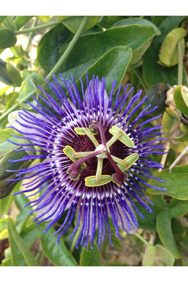 Passiebloem Purple Haze