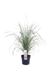 Calamagrostis plumeux 'Overdam'
