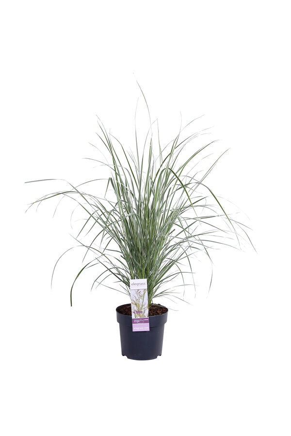 Calamagrostis plumeux 'Overdam'