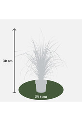 Calamagrostis plumeux 'Overdam'