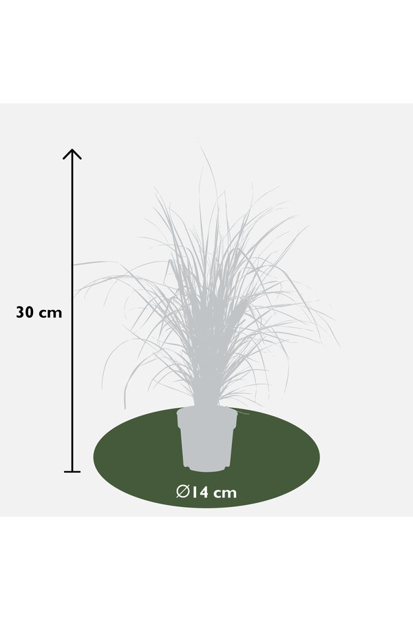Calamagrostis plumeux 'Overdam'