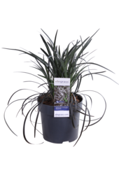 Ophiopogon Nigrescens