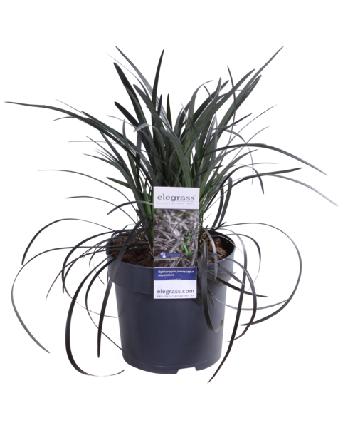Ophiopogon