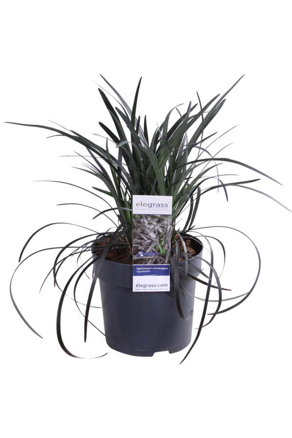 Ophiopogon Nigrescens