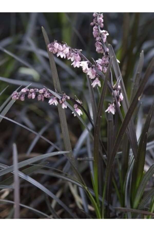 Ophiopogon Nigrescens