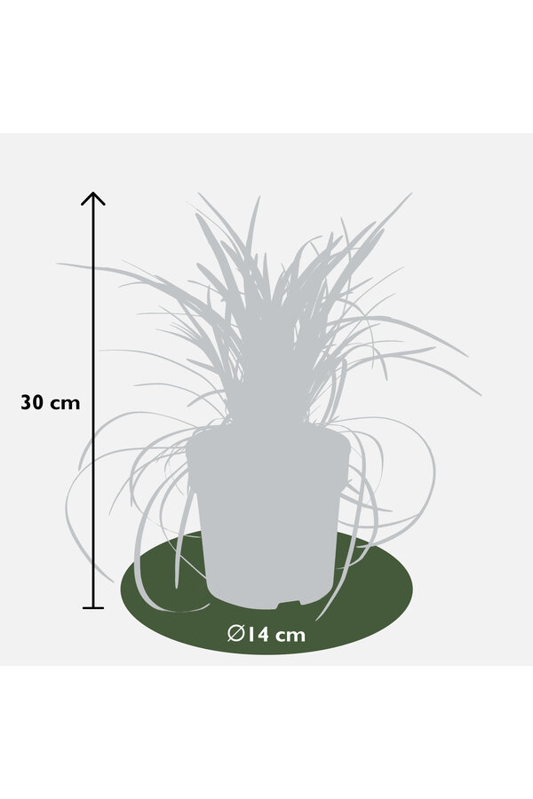 Ophiopogon Nigrescens