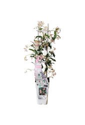 Jasmin de Toscane Star Of Ibiza