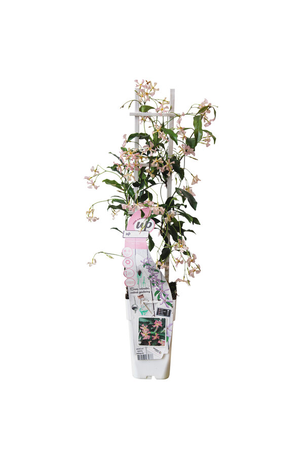 Jasmin de Toscane Star Of Ibiza