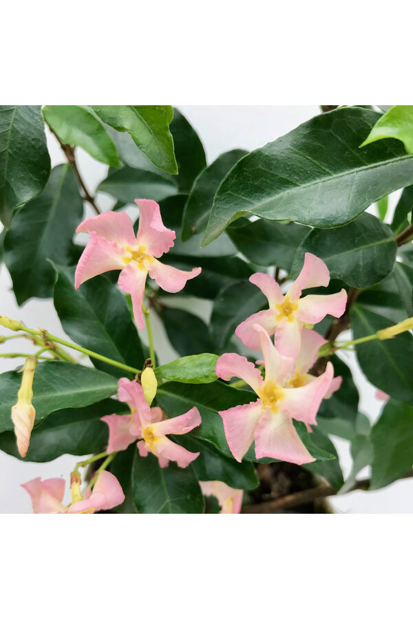 Jasmin de Toscane Star Of Ibiza