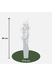Jasmin de Toscane Star Of Ibiza