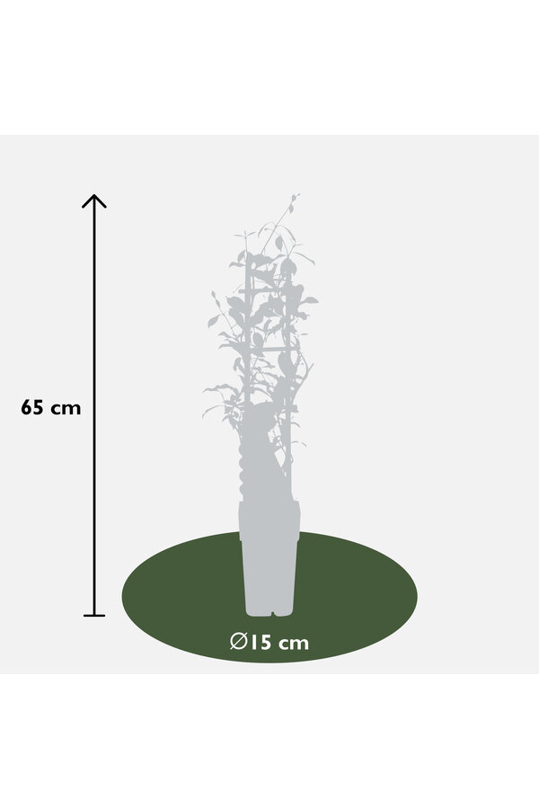Jasmin de Toscane Star Of Ibiza