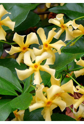 Jasmin de Toscane Star Of Toscana