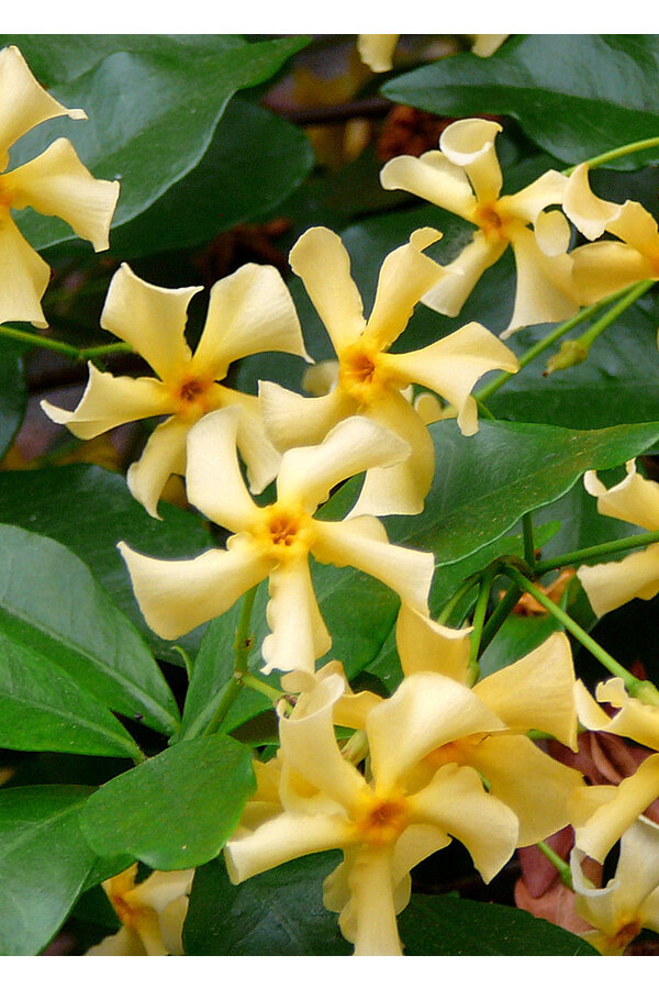 Jasmin de Toscane Star Of Toscana