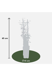 Jasmin de Toscane Star Of Toscana